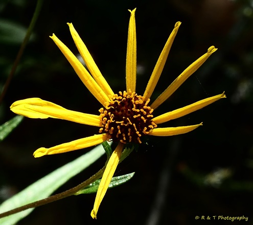 {Helianthus giganteus}